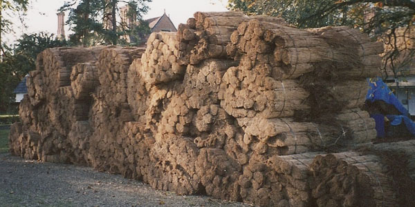 Straw bundles used for thatching